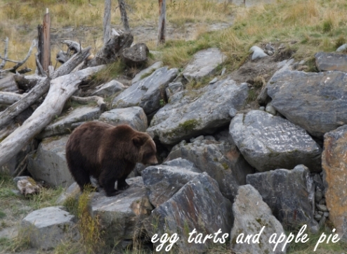 Alaska AWCC - Brown Bear